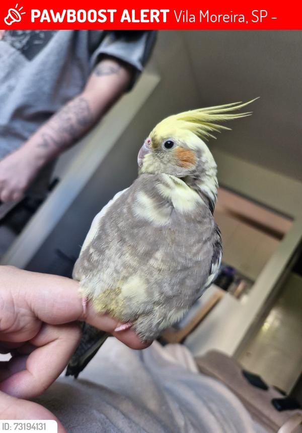 Lost Female Bird last seen Perto do HG Beach, Vila Moreira, Vila Augusta, Vila Moreira, SP 07021-020