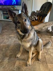 Reunited Female Dog last seen Smith Level rd at Dogwood Acres Neighborbood, Chapel Hill, NC 27516