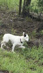 Found/Stray Unknown Dog last seen On Bosley between Lawless and Montiverdi, Shady Hills, FL 34610