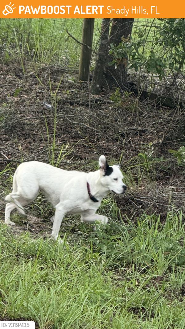Found/Stray Unknown Dog last seen On Bosley between Lawless and Montiverdi, Shady Hills, FL 34610