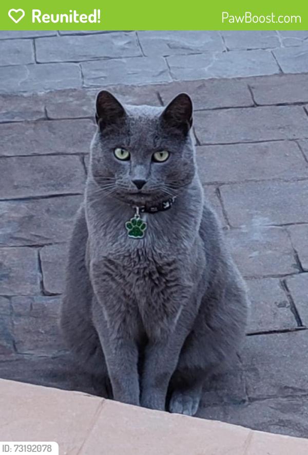 Reunited Male Cat last seen Near SW 108th Court. 33032., Homestead, FL 33032