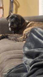 Reunited Male Dog last seen Yellow Deli, Hiddenite, NC 28636