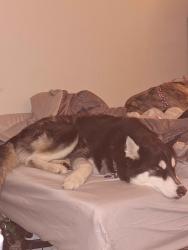 Reunited Male Dog last seen S Chestnut Ave & E Lane Ave, Fresno, CA 93727, USA, Fresno, CA 93727