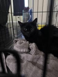 Found/Stray Female Cat last seen W horizon and carnegie, Henderson, NV 89012
