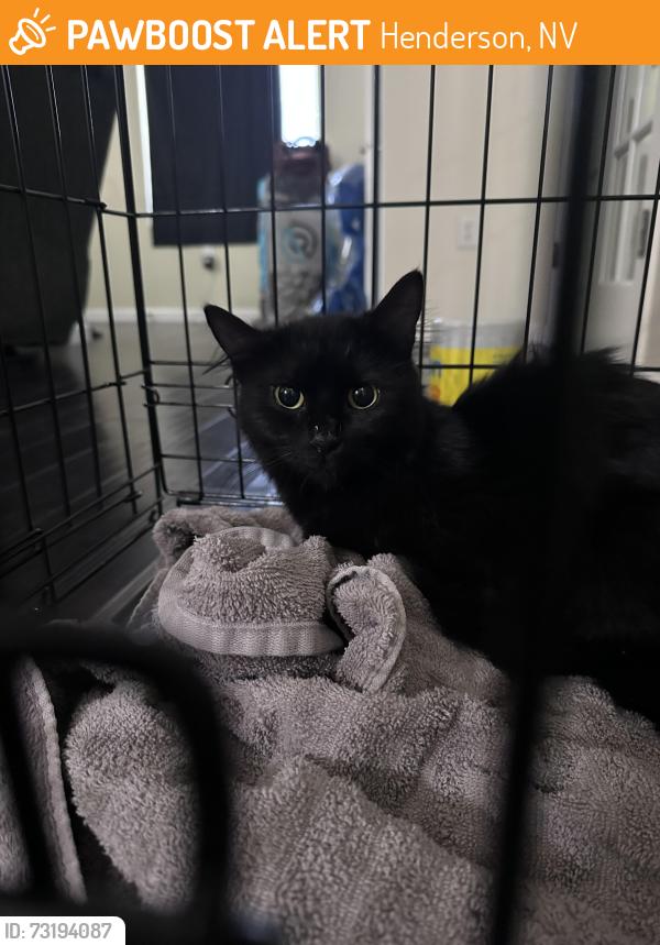 Found/Stray Female Cat last seen W horizon and carnegie, Henderson, NV 89012