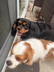 Reunited Unknown Dog last seen Blackwood, Chula Vista, CA 91910