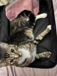 Lost Male Cat last seen Sundown Trl, Casselberry, FL 32707