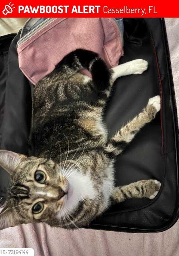 Lost Male Cat last seen Sundown Trl, Casselberry, FL 32707