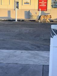 Found/Stray Unknown Dog last seen Imperial and Parmelee avenue, Los Angeles, CA 90059