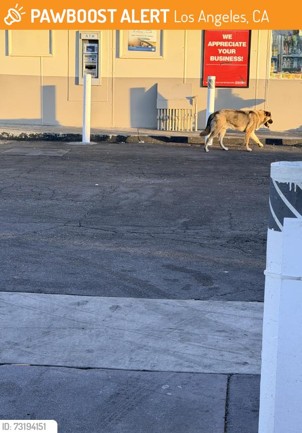Found/Stray Unknown Dog last seen Imperial and Parmelee avenue, Los Angeles, CA 90059
