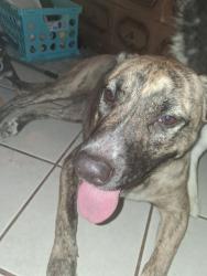 Reunited Female Dog last seen S Chestnut Ave & E Lane Ave, Fresno, CA 93727, USA, Fresno, CA 93727