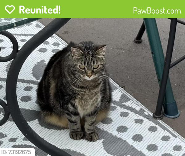 Reunited Female Cat last seen Near nod st Knoxville 37932, Knoxville, TN 37932