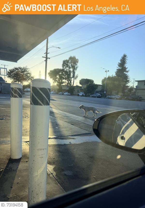 Found/Stray Unknown Dog last seen Imperial and Parmelee Avenue, Los Angeles, CA 90059