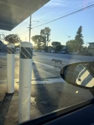 Found/Stray Unknown Dog last seen Imperial and Parmelee Avenue, Los Angeles, CA 90059