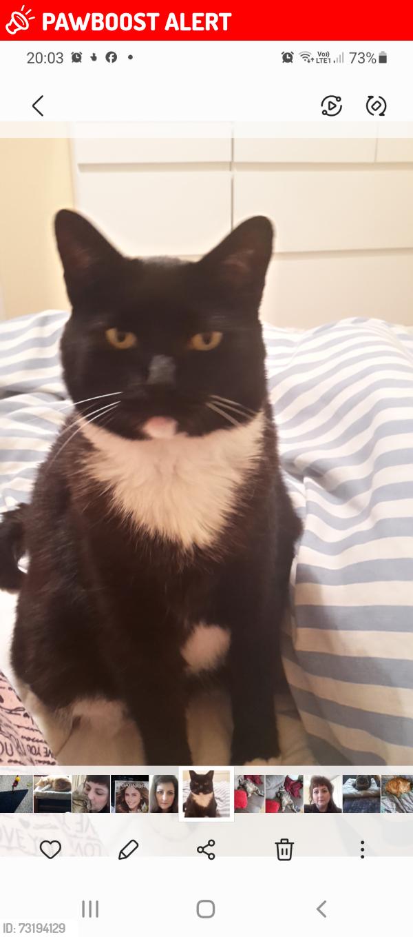 Lost Female Cat last seen Not sure, Gawleys Gate, Northern Ireland BT67 0BN