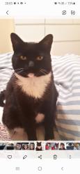 Lost Female Cat last seen Not sure, Gawleys Gate, Northern Ireland BT67 0BN