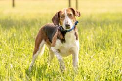 Reunited Male Dog last seen Trevilians Area near Poindexter Rd and Hamilton, Louisa, VA 23093