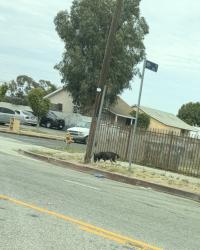 Found/Stray Unknown Dog last seen 119th and San Pedro, Los Angeles, CA 90061