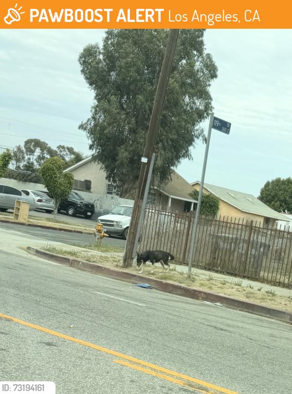 Found/Stray Unknown Dog last seen 119th and San Pedro, Los Angeles, CA 90061