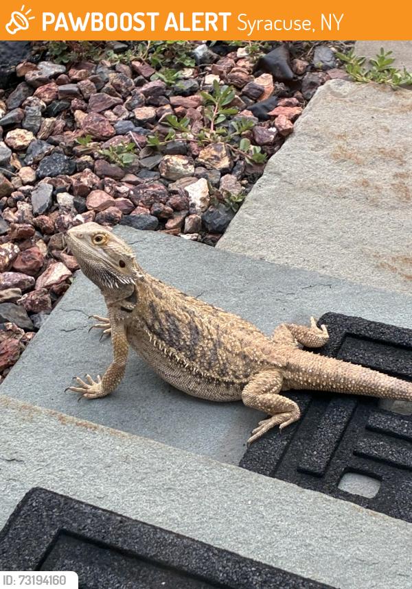 Rehomed Unknown Reptile last seen West Seneca turnpike, Syracuse, NY 13215