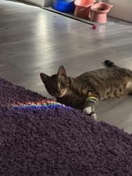 Lost Female Cat last seen Westmount & Ottawa intersection near Mel’s Diner, Kitchener, ON N2E 2K1