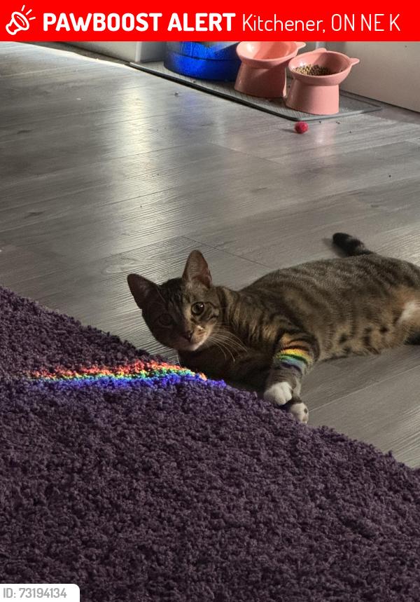 Lost Female Cat last seen Westmount & Ottawa intersection near Mel’s Diner, Kitchener, ON N2E 2K1