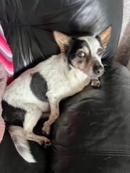 Lost Male Dog last seen Wallace Ave, New Castle, PA 16101