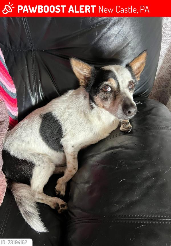 Lost Male Dog last seen Wallace Ave, New Castle, PA 16101