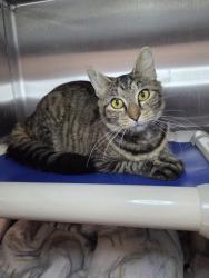 Shelter Stray Female Cat last seen Near Patrick Henry Drive, BROOKLYN PARK, MD, 21225, 411 Maxwell Frye Rd, Millersville, MD 21108, USA