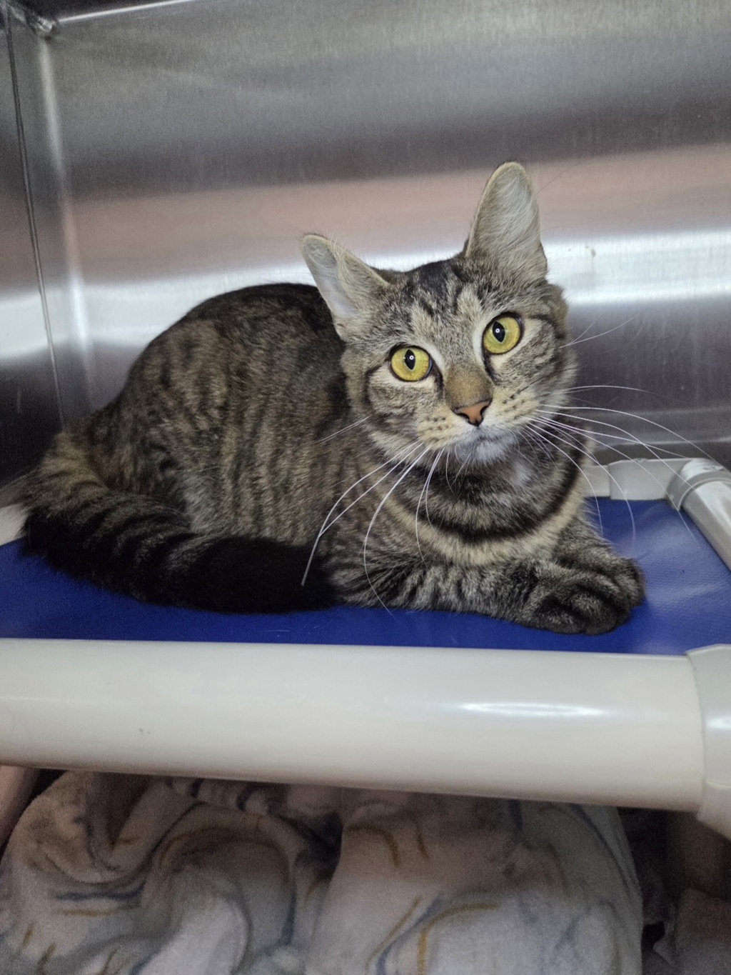 Shelter Stray Female Cat last seen Near Patrick Henry Drive, BROOKLYN PARK, MD, 21225, 411 Maxwell Frye Rd, Millersville, MD 21108, USA