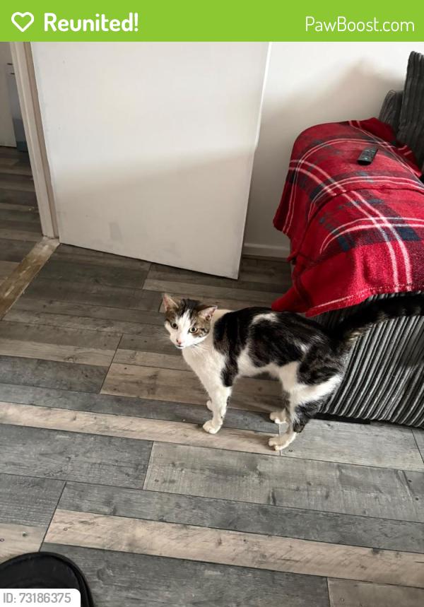 Reunited Male Cat last seen PE2 5RT Orton goldhay, Orton Goldhay, England PE2 5RT