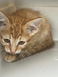 Shelter Stray Unknown Cat last seen Near Maxey Drive, VIRGINIA BEACH, VA, 23454, 341 S Birdneck Rd, Virginia Beach, VA 23451, USA