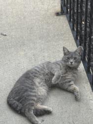 Found/Stray Unknown Cat last seen Cayuga Ct. Reading PA 19607, Reading, PA 19607