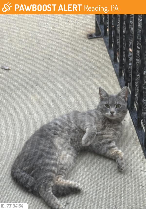 Found/Stray Unknown Cat last seen Cayuga Ct. Reading PA 19607, Reading, PA 19607