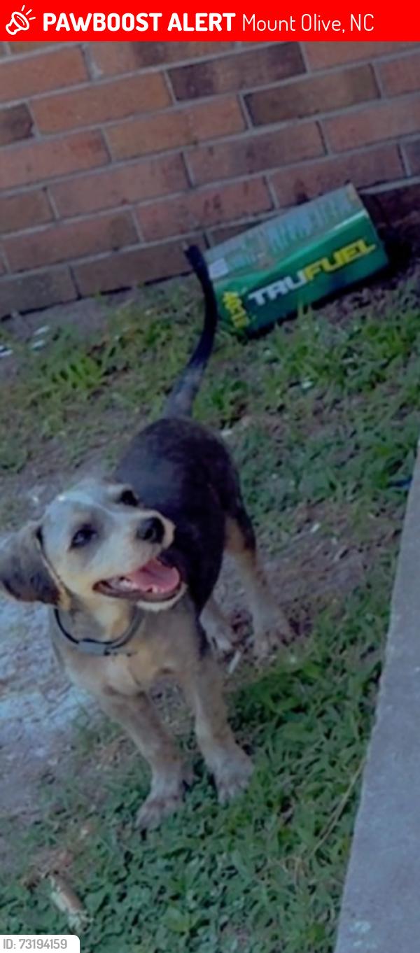 Lost Male Dog last seen E Maple & Johnson, Mount Olive, NC 28365