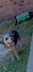 Lost Male Dog last seen E Maple & Johnson, Mount Olive, NC 28365