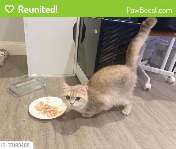 Reunited Female Cat last seen Middle of the street halfway down Taylor Drive, Fairfax, VA 22032