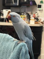 Lost Male Bird last seen Near S 37 ST, Richmond, CA 94804