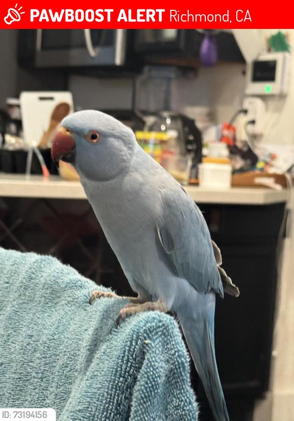 Lost Male Bird last seen Near S 37 ST, Richmond, CA 94804