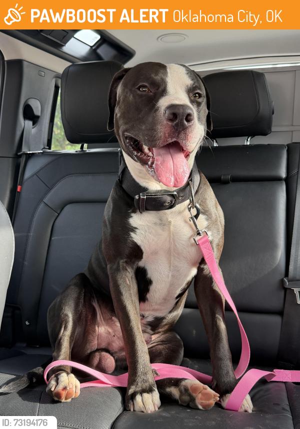Found/Stray Male Dog last seen In the neighborhood on NW 40th Street near Classen Blvd, Oklahoma City, OK 73118
