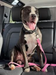 Found/Stray Male Dog last seen In the neighborhood on NW 40th Street near Classen Blvd, Oklahoma City, OK 73118