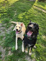 Reunited Male Dog last seen Bonne Venture Rd, Walkertown, NC 27051