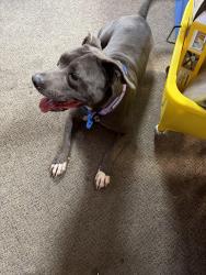 Reunited Female Dog last seen Graythorn Road, Middle River, MD 21220