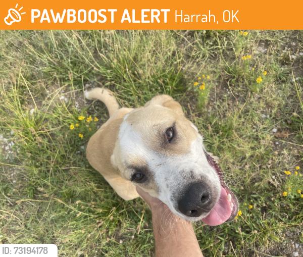 Found/Stray Male Dog last seen South Pottawatomie and 29th street, Harrah, OK 74851
