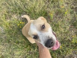 Found/Stray Male Dog last seen South Pottawatomie and 29th street, Harrah, OK 74851