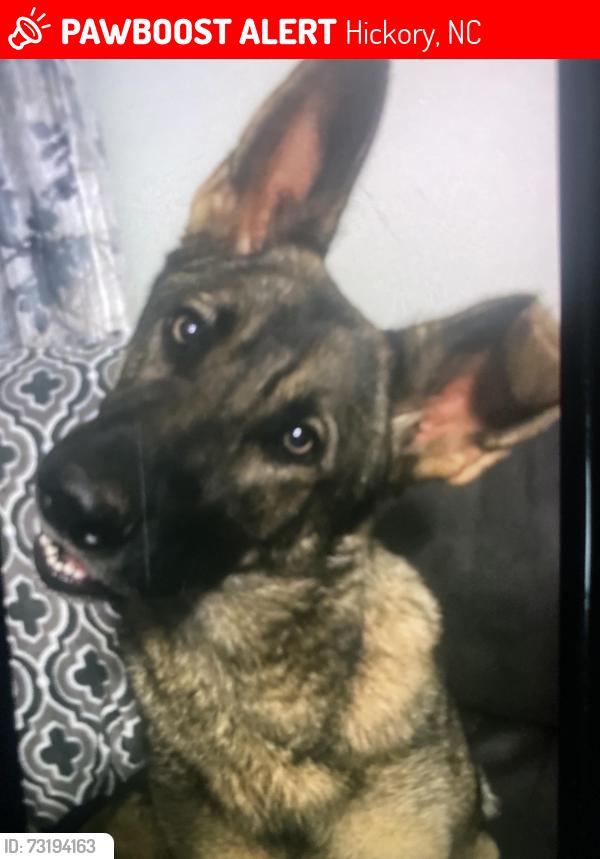 Lost Female Dog last seen Liberty church Dr, Hickory, NC 28601