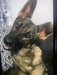 Lost Female Dog last seen Liberty church Dr, Hickory, NC 28601