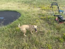 Found/Stray Female Dog last seen South Pottawatomie and 29th street, Harrah, OK 74851
