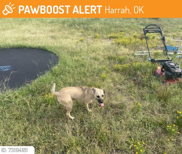 Found/Stray Female Dog last seen South Pottawatomie and 29th street, Harrah, OK 74851
