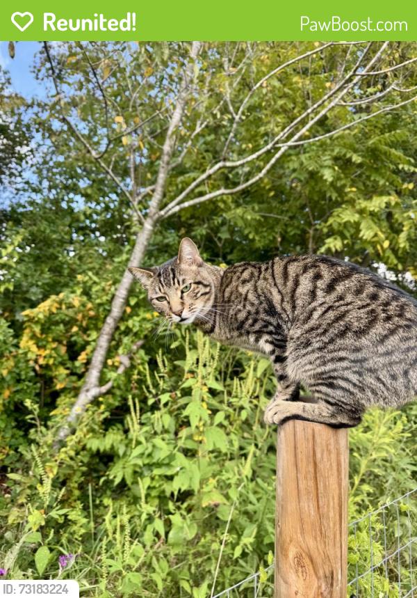 Reunited Male Cat last seen Camp Creek, Greene County, TN 37743